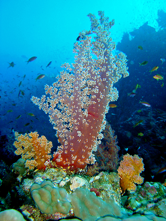 Israel Egypt tour: Red Sea snorkling